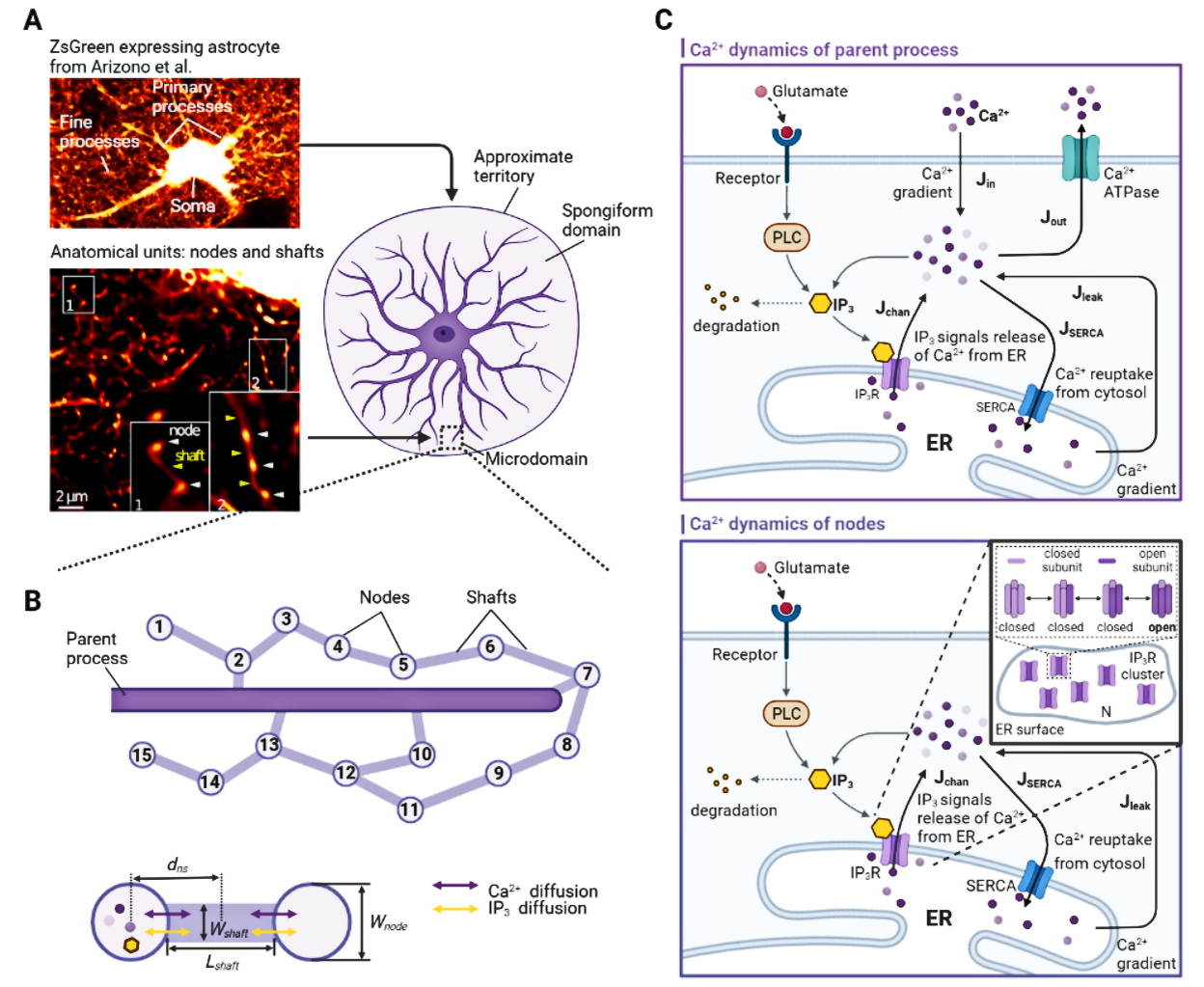 Probing microdomain Ca2+ activity and synaptic transmission with a node-based tripartite synapse model
